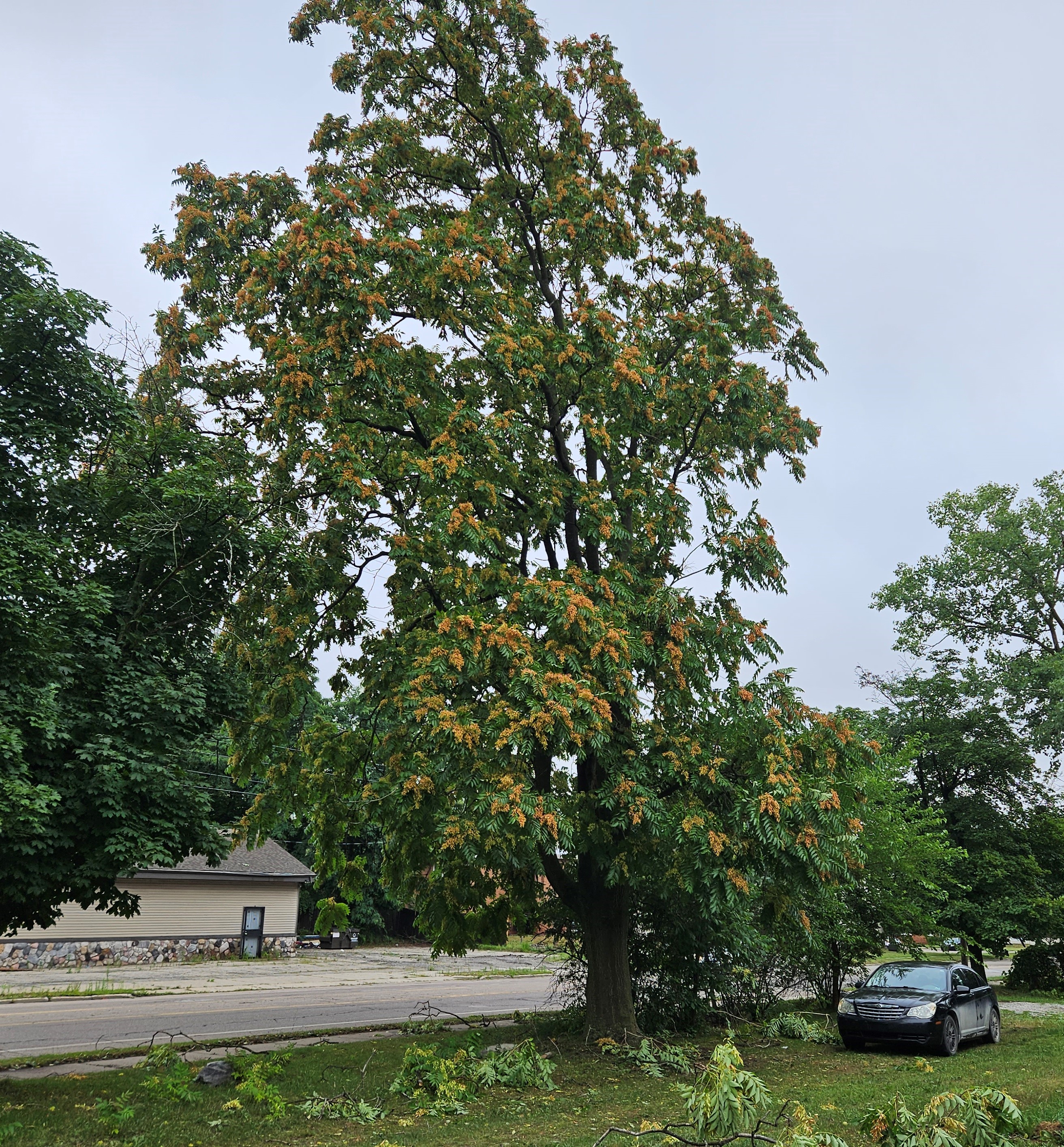 Large tree of heaven in a neighborhood.